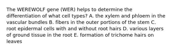 The WEREWOLF gene (WER) helps to determine the differentiation of what cell types? A. the xylem and phloem in the vascular bundles B. fibers in the outer portions of the stem C. root epidermal cells with and without root hairs D. various layers of ground tissue in the root E. formation of trichome hairs on leaves