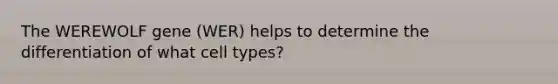 The WEREWOLF gene (WER) helps to determine the differentiation of what cell types?