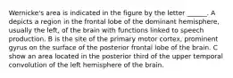 Wernicke's area is indicated in the figure by the letter ______. A depicts a region in the frontal lobe of the dominant hemisphere, usually the left, of the brain with functions linked to speech production. B is the site of the primary motor cortex, prominent gyrus on the surface of the posterior frontal lobe of the brain. C show an area located in the posterior third of the upper temporal convolution of the left hemisphere of the brain.