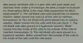 Wes places red blood cells in a petri dish with pure water and observes them under a microscope. He drew a model to illustrate his observations.What is the most likely explanation for Wes's observations? A. The red blood cells were placed into an isotonic solution. Water moved into and out of the cells to maintain homeostasis. B. The red blood cells were placed into an isotonic solution. Water moved into the cells until the cells burst. C. The red blood cells were placed in a hypertonic solution. Water moved from the inside of the cells to the outside of the cells to maintain homeostasis. D. The red blood cells were placed in a hypotonic solution. Water moved from the outside of the cells to the inside of the cells until the cells burst.