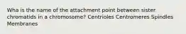 Wha is the name of the attachment point between sister chromatids in a chromosome? Centrioles Centromeres Spindles Membranes