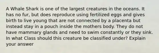 A Whale Shark is one of the largest creatures in the oceans. It has no fur, but does reproduce using fertilized eggs and gives birth to live young that are not connected by a placenta but instead stay in a pouch inside the mothers body. They do not have mammary glands and need to swim constantly or they sink. In what Class should this creature be classified under? Explain your answer