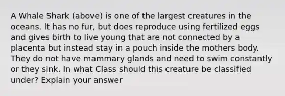 A Whale Shark (above) is one of the largest creatures in the oceans. It has no fur, but does reproduce using fertilized eggs and gives birth to live young that are not connected by a placenta but instead stay in a pouch inside the mothers body. They do not have mammary glands and need to swim constantly or they sink. In what Class should this creature be classified under? Explain your answer