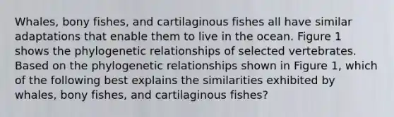 Whales, bony fishes, and cartilaginous fishes all have similar adaptations that enable them to live in the ocean. Figure 1 shows the phylogenetic relationships of selected vertebrates. Based on the phylogenetic relationships shown in Figure 1, which of the following best explains the similarities exhibited by whales, bony fishes, and cartilaginous fishes?