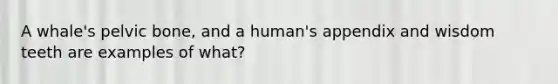 A whale's pelvic bone, and a human's appendix and wisdom teeth are examples of what?