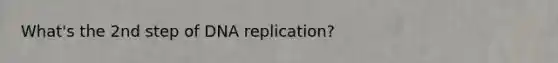 What's the 2nd step of DNA replication?