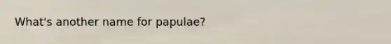 What's another name for papulae?