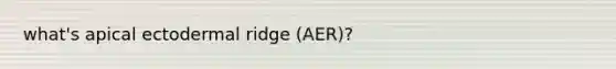 what's apical ectodermal ridge (AER)?