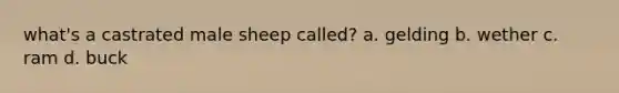 what's a castrated male sheep called? a. gelding b. wether c. ram d. buck