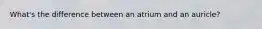 What's the difference between an atrium and an auricle?