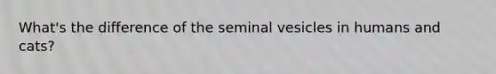 What's the difference of the seminal vesicles in humans and cats?