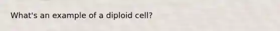 What's an example of a diploid cell?