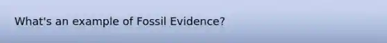 What's an example of Fossil Evidence?