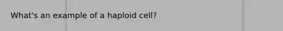 What's an example of a haploid cell?