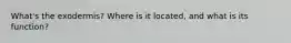 What's the exodermis? Where is it located, and what is its function?