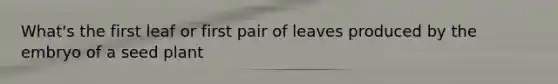 What's the first leaf or first pair of leaves produced by the embryo of a seed plant