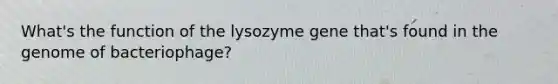 What's the function of the lysozyme gene that's found in the genome of bacteriophage?