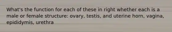 What's the function for each of these in right whether each is a male or female structure: ovary, testis, and uterine horn, vagina, epididymis, urethra