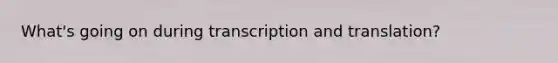 What's going on during transcription and translation?