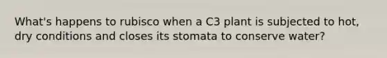 What's happens to rubisco when a C3 plant is subjected to hot, dry conditions and closes its stomata to conserve water?