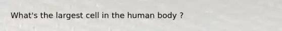 What's the largest cell in the human body ?