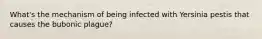 What's the mechanism of being infected with Yersinia pestis that causes the bubonic plague?