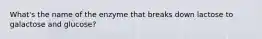 What's the name of the enzyme that breaks down lactose to galactose and glucose?