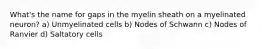 What's the name for gaps in the myelin sheath on a myelinated neuron? a) Unmyelinated cells b) Nodes of Schwann c) Nodes of Ranvier d) Saltatory cells