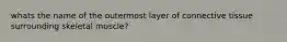 whats the name of the outermost layer of connective tissue surrounding skeletal muscle?