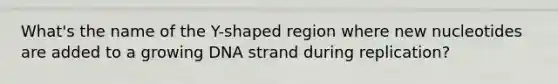 What's the name of the Y-shaped region where new nucleotides are added to a growing DNA strand during replication?