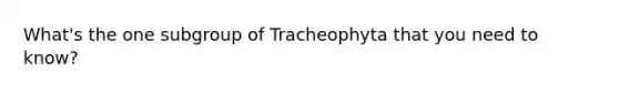 What's the one subgroup of Tracheophyta that you need to know?