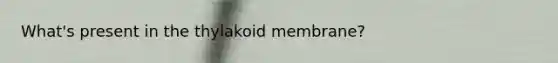 What's present in the thylakoid membrane?