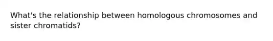 What's the relationship between homologous chromosomes and sister chromatids?