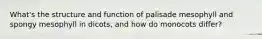 What's the structure and function of palisade mesophyll and spongy mesophyll in dicots, and how do monocots differ?