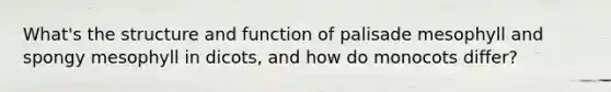 What's the structure and function of palisade mesophyll and spongy mesophyll in dicots, and how do monocots differ?
