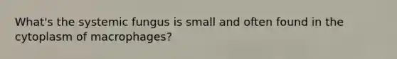 What's the systemic fungus is small and often found in the cytoplasm of macrophages?