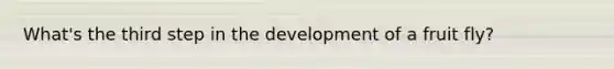 What's the third step in the development of a fruit fly?