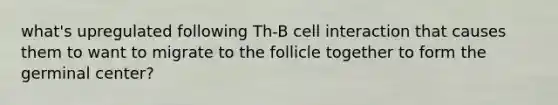 what's upregulated following Th-B cell interaction that causes them to want to migrate to the follicle together to form the germinal center?