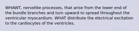 WHAWT, nervelike processes, that arise from the lower end of the bundle branches and turn upward to spread throughout the ventricular myocardium. WHAT distribute the electrical excitation to the cardiocytes of the ventricles.