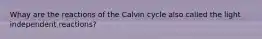 Whay are the reactions of the Calvin cycle also called the light independent reactions?