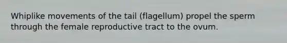 Whiplike movements of the tail (flagellum) propel the sperm through the female reproductive tract to the ovum.