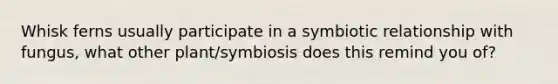 Whisk ferns usually participate in a symbiotic relationship with fungus, what other plant/symbiosis does this remind you of?