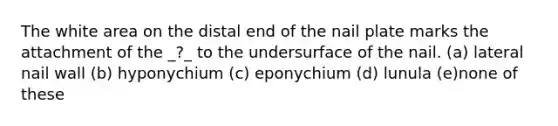 The white area on the distal end of the nail plate marks the attachment of the _?_ to the undersurface of the nail. (a) lateral nail wall (b) hyponychium (c) eponychium (d) lunula (e)none of these