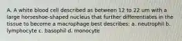 A. A white blood cell described as between 12 to 22 um with a large horseshoe-shaped nucleus that further differentiates in the tissue to become a macrophage best describes: a. neutrophil b. lymphocyte c. basophil d. monocyte