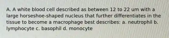 A. A white blood cell described as between 12 to 22 um with a large horseshoe-shaped nucleus that further differentiates in the tissue to become a macrophage best describes: a. neutrophil b. lymphocyte c. basophil d. monocyte