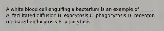 A white blood cell engulfing a bacterium is an example of _____. A. facilitated diffusion B. exocytosis C. phagocytosis D. receptor-mediated endocytosis E. pinocytosis