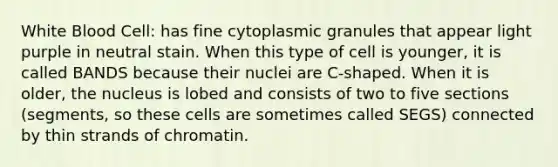 White Blood Cell: has fine cytoplasmic granules that appear light purple in neutral stain. When this type of cell is younger, it is called BANDS because their nuclei are C-shaped. When it is older, the nucleus is lobed and consists of two to five sections (segments, so these cells are sometimes called SEGS) connected by thin strands of chromatin.