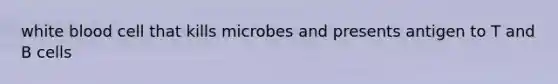 white blood cell that kills microbes and presents antigen to T and B cells