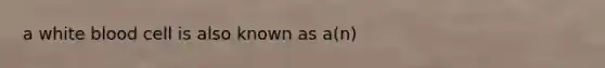 a white blood cell is also known as a(n)