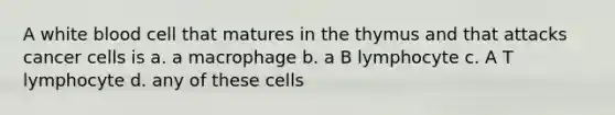 A white blood cell that matures in the thymus and that attacks cancer cells is a. a macrophage b. a B lymphocyte c. A T lymphocyte d. any of these cells